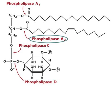 7. Synthesis of complex lipids – greek.doctor