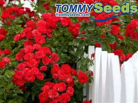 Red Climbing Plant Polyantha Rose Seeds DIY Home Garden Courtyard Pot ...