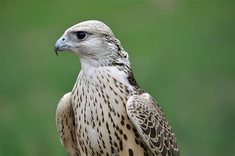 Falcon Free Stock Photo - Public Domain Pictures