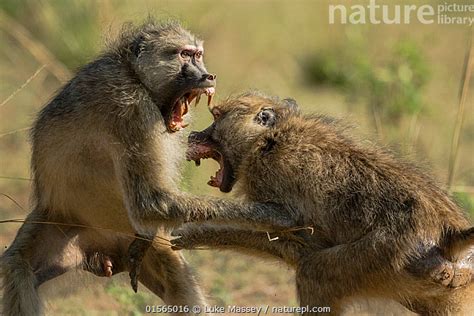 Stock photo of Yellow baboons (Papio cynocephalus) two males fighting, South Luangwa NP ...