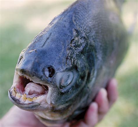 The Interesting Story Of A Rare Fish With Powerful Human-Like Teeth