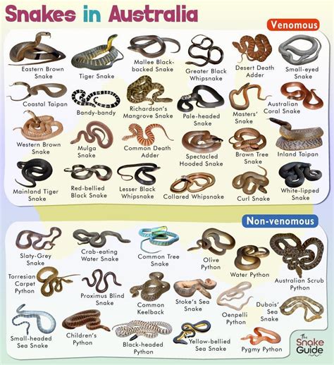 List of Common Venomous and Non-venomous Snakes in Australia with Pictures