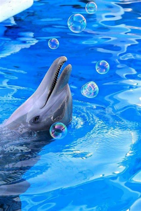 Clearwater marine aquarium winter the dolphin - castingpastor