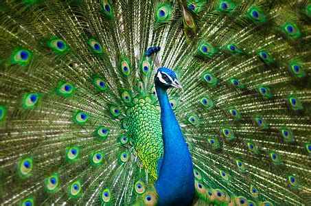 Royalty-Free photo: Green, blue, and red peacock feathers | PickPik