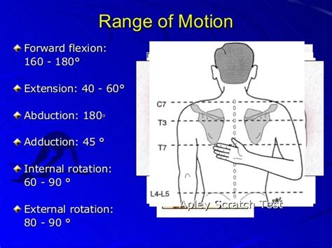 Shoulder exam studentsandresidents