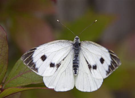 How to identify white butterflies | Scottish Wildlife Trust