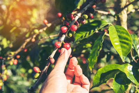 Man Hands harvest coffee bean ripe Red berries plant fresh seed coffee ...