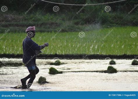 Indian rice farmer farming editorial photo. Image of working - 72817386