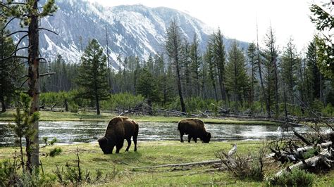 Fotos Amerikanischer Bison Natur Gebirge Wälder Gras Fluss 1920x1080