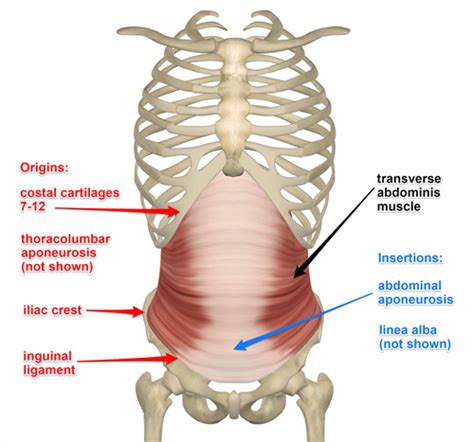 QU'EST-CE QUE LE TRANSVERSE