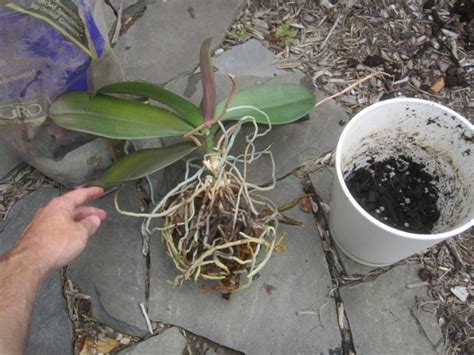 Repotting a Phalaenopsis Orchid – bradaptation.com