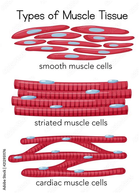 Types of Muscle Tissue vector de Stock | Adobe Stock