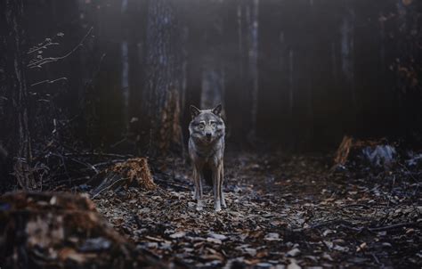 Wolf Forest Wallpapers - Wallpaper Cave