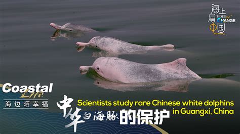 Scientists study rare Chinese white dolphins in South China - CGTN