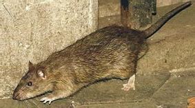 How to Remove rats: What Diseases Do rats Carry?