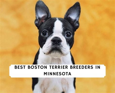 5 Best Boston Terrier Breeders in Minnesota! (2024) - We Love Doodles