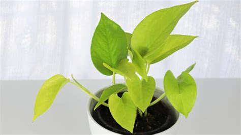 12 Pothos Varieties You Have To Know