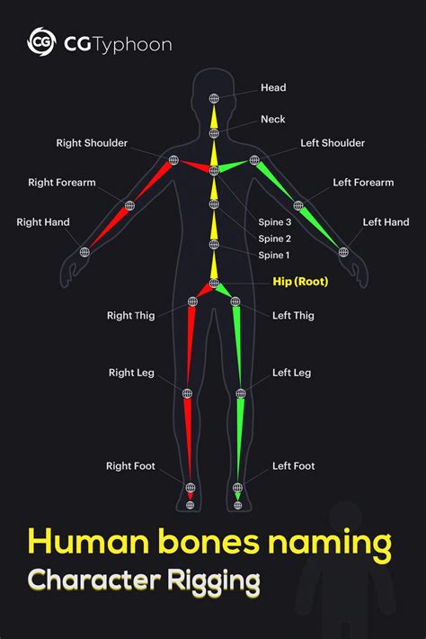 Bones naming in the human character rig | CGTyphoon