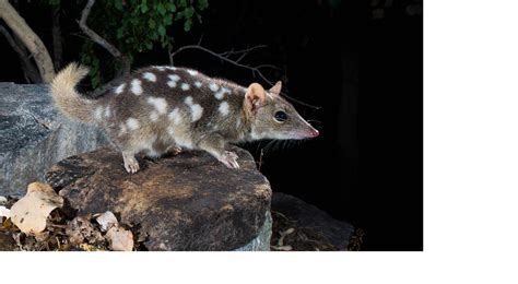 Unique animals of northern Australia