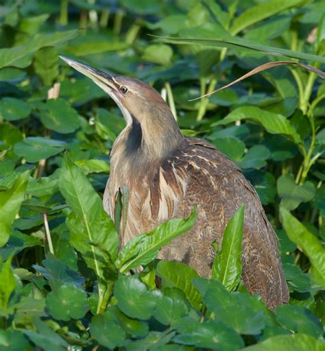 American Bittern Foraging - Bob Rehak Photography