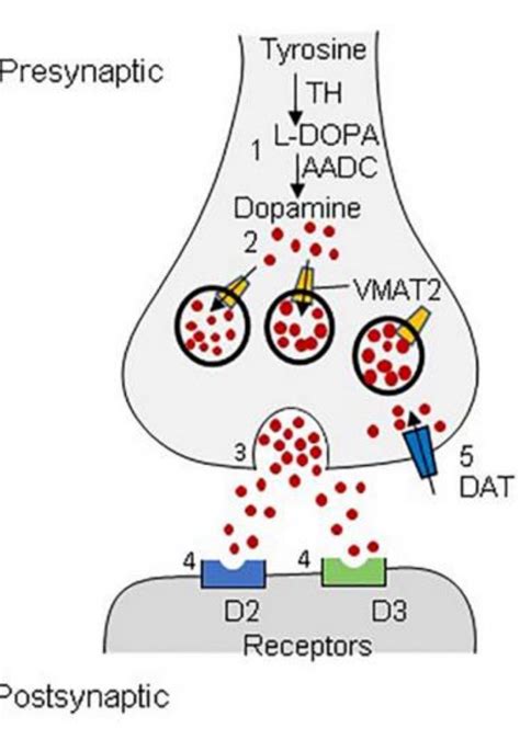 VMAT2 gene: The God Gene and Neurotransmitters - Genetic Lifehacks