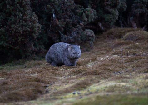 Wombat Behavior - AnimalBehaviorCorner