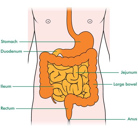 Small bowel cancer - Macmillan Cancer Support