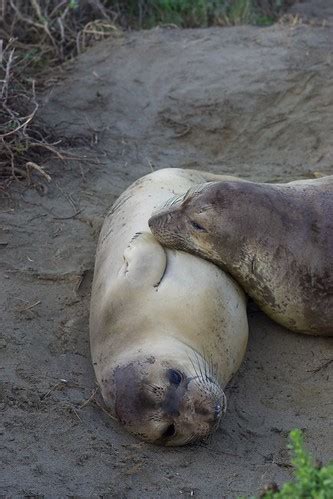 Elephant seal pups | Julian Fong | Flickr