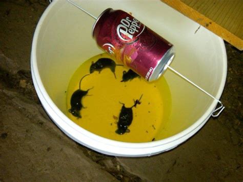 Bucket Mouse Traps | Five Gallon IdeasFive Gallon Ideas