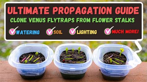 Venus Flytrap Propagation Guide