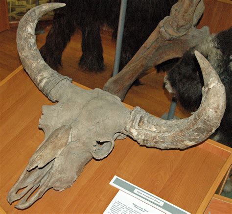 Bison priscus (fossil steppe buffalo) (Quaternary, Siberia… | Flickr