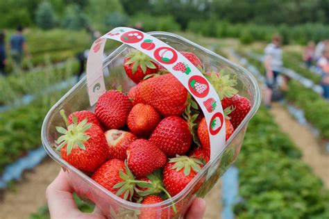 10 farms for strawberry picking near Toronto