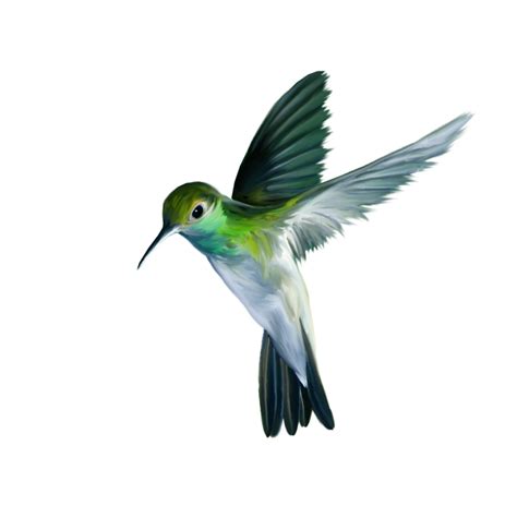 Hummingbird PNG Transparent Background Images | pngteam.com