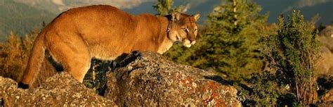 Cougar Facts - Feline Facts and Information