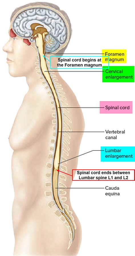 Spinal Cord Compression Causes, Symptoms, Diagnosis and Treatment