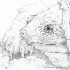 Snapping Turtle Pencil Sketch – Bohan Art