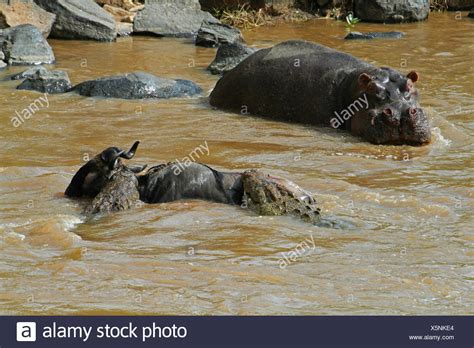 Mara River Crocodiles High Resolution Stock Photography and Images - Alamy