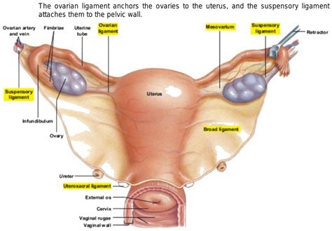 Show ovarian ligament and suspensory ligament in human female with diagram.