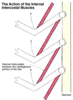 Internal Intercostals