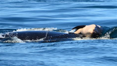 Tahlequah the orca: Southern Resident killer whale gives birth