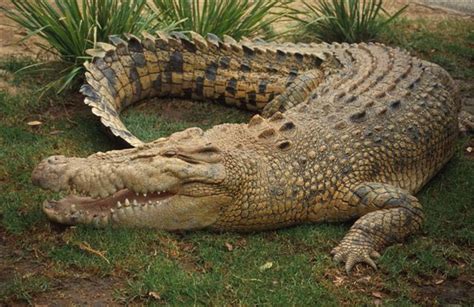 Saltwater crocodile | Reptipedia | FANDOM powered by Wikia