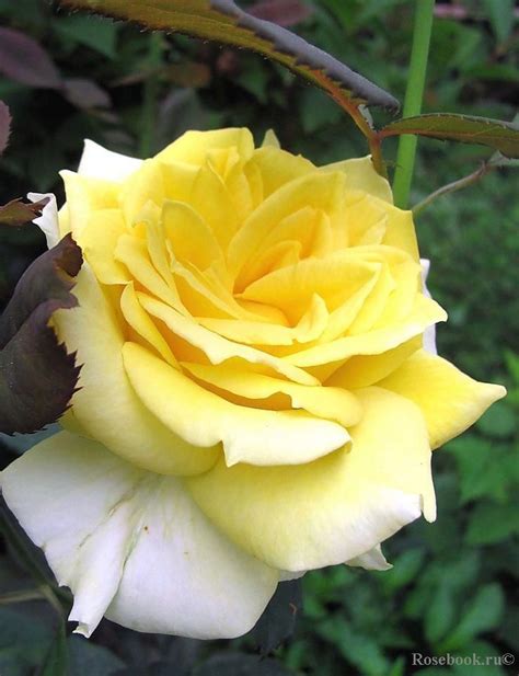 Pin by Aisyah on Beautiful Yellow Flowers in 2020 | Hybrid tea roses, Hybrid tea roses garden ...