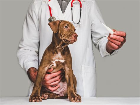 Perineal hernia in dogs: symptoms, treatments and care