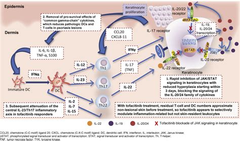 SOTYKTU™ (deucravacitinib) Mechanism Of Action For HCPs, 58% OFF