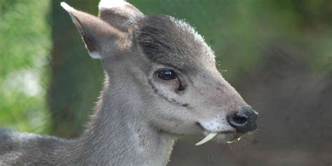 Vampire Deer Exist: These Musk Deer With Fangs Are Terrifyingly Cute ...