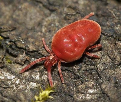 All About Harvest Mites On Dogs | Finchley Dog Walker