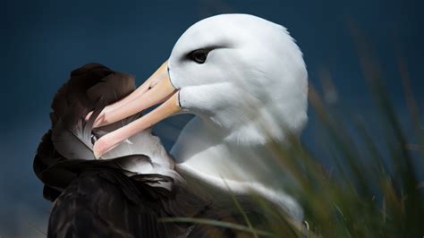 Seabirds of South Georgia | Poseidon Expeditions