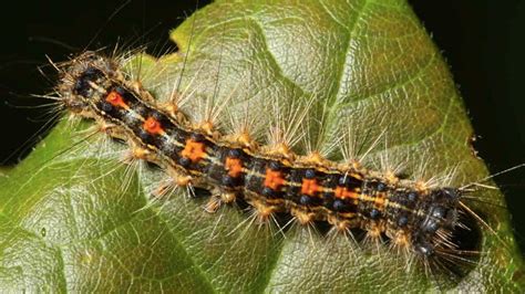 Scientists identify gene responsible for zombie caterpillars