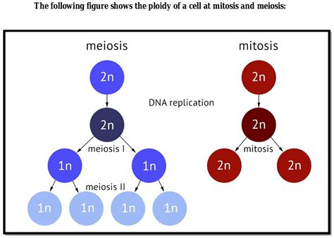 Ploidy And Meiosis Mitosis Meiosis Mitosis Vs Meiosis Meiosis | The ...