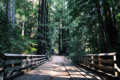 Fotos gratis : árbol, bosque, camino, madera, sendero, puente, luz de ...